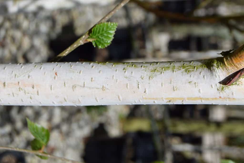 Betula utilis var. jacquemontii 16-18 EHS